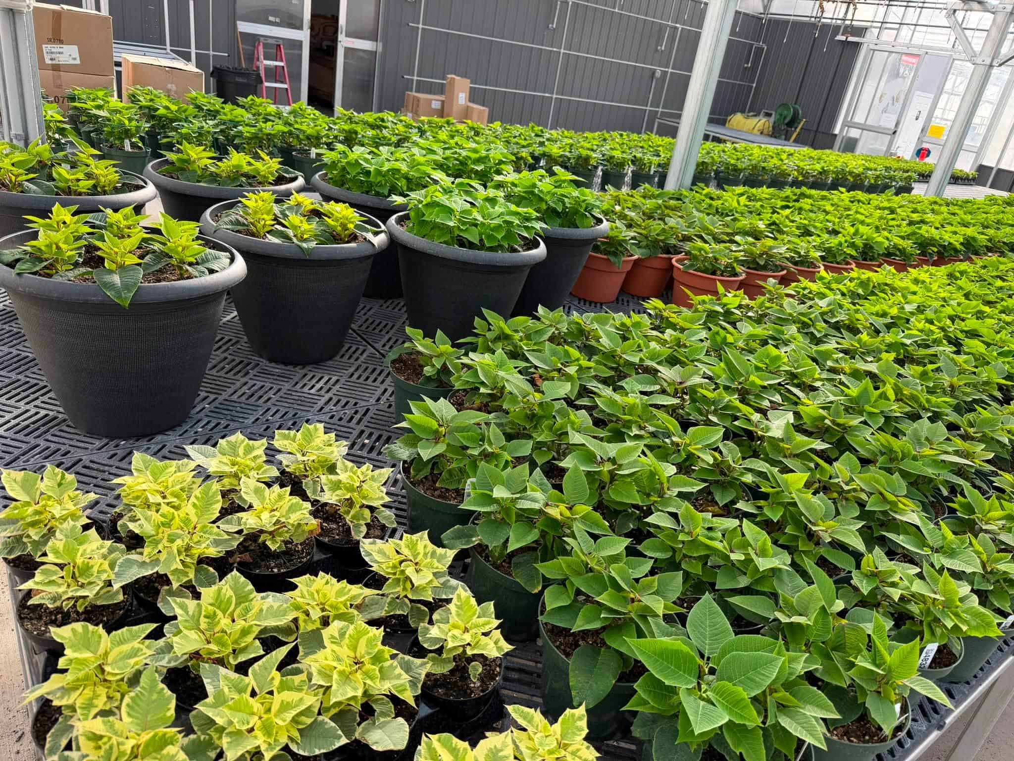 Klein's Floral And Greenhouses, a florist located in Madison