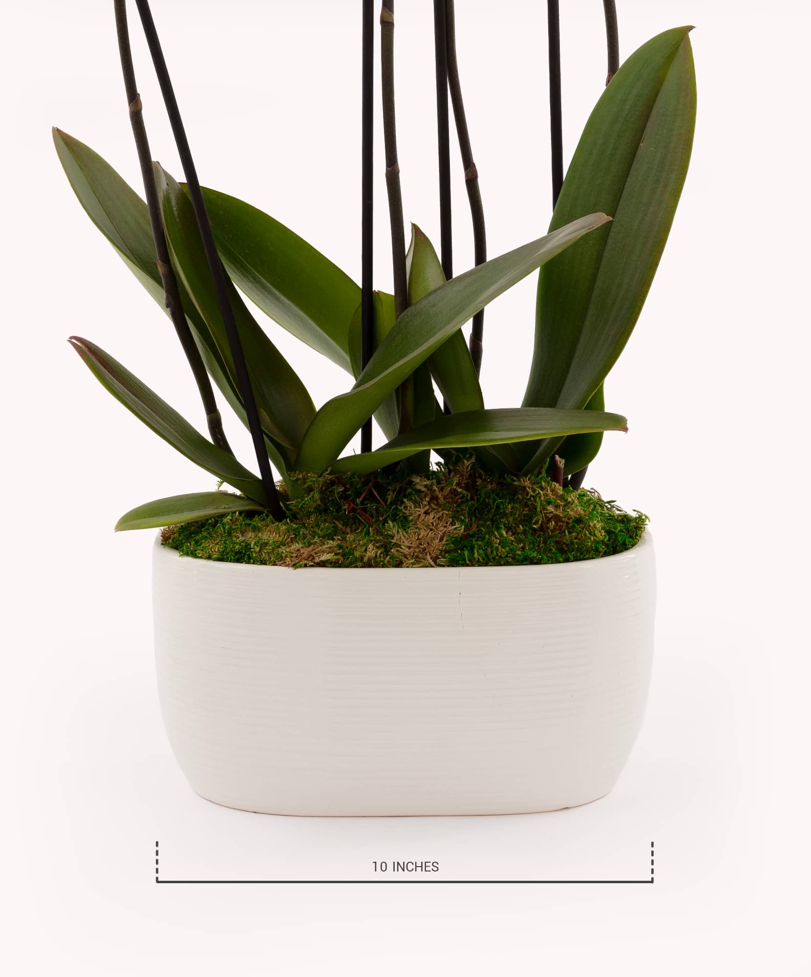 Elegant white ceramic planter featuring lush green orchids and moss, measuring 10 inches tall.