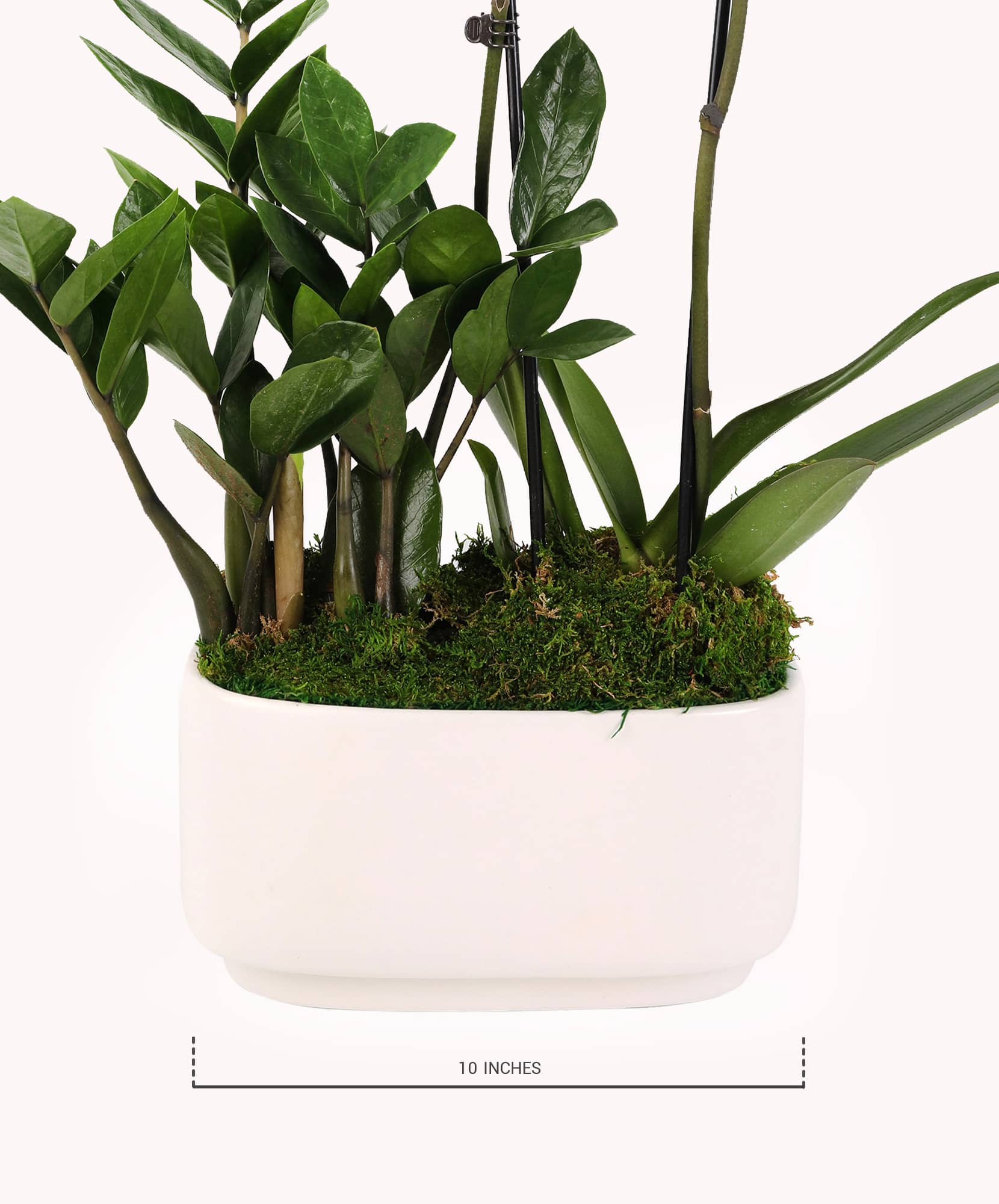 Lush green indoor plants in a stylish white planter, perfect for home décor.
