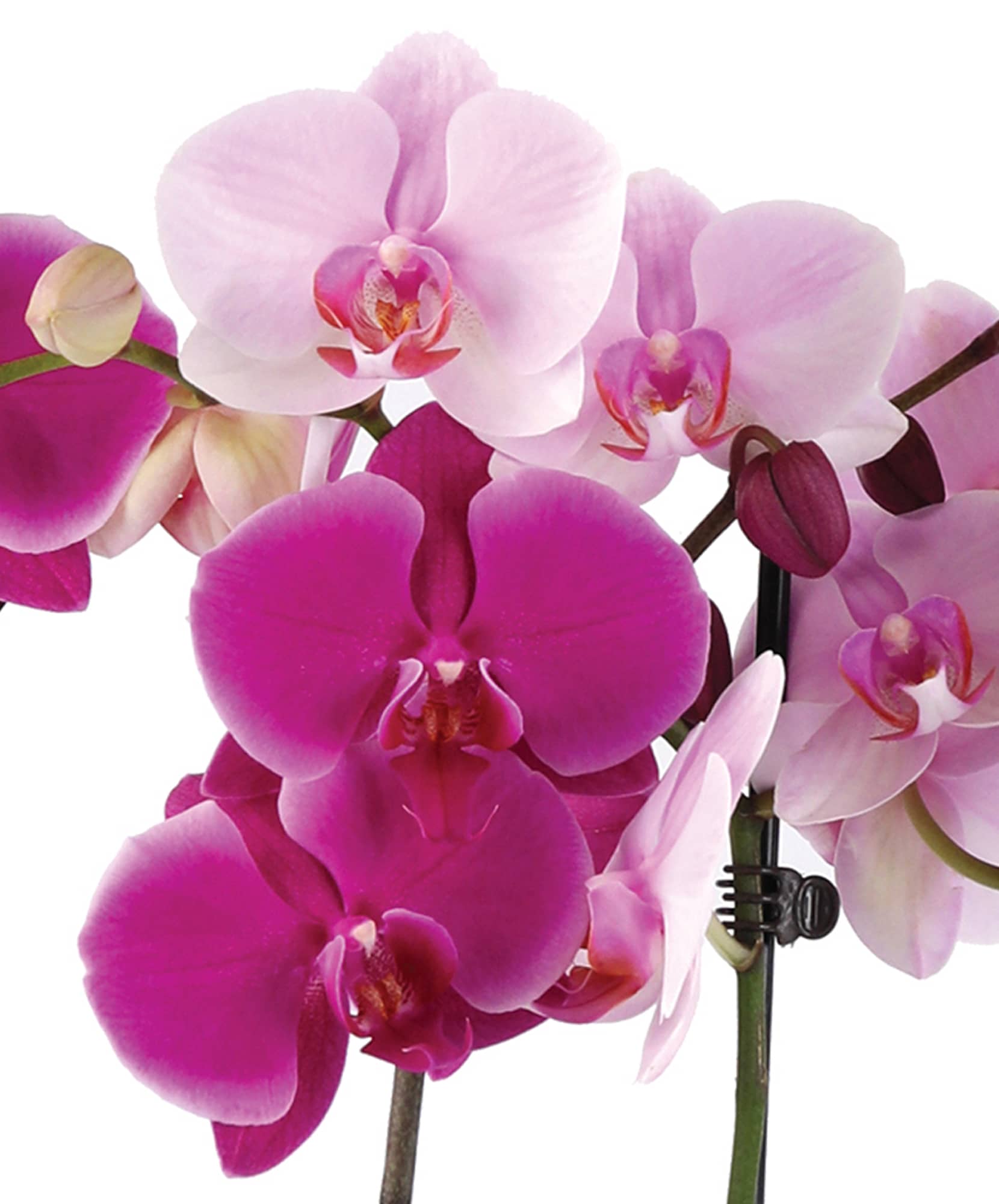 Vibrant pink and white orchids arranged elegantly, showcasing their delicate beauty.