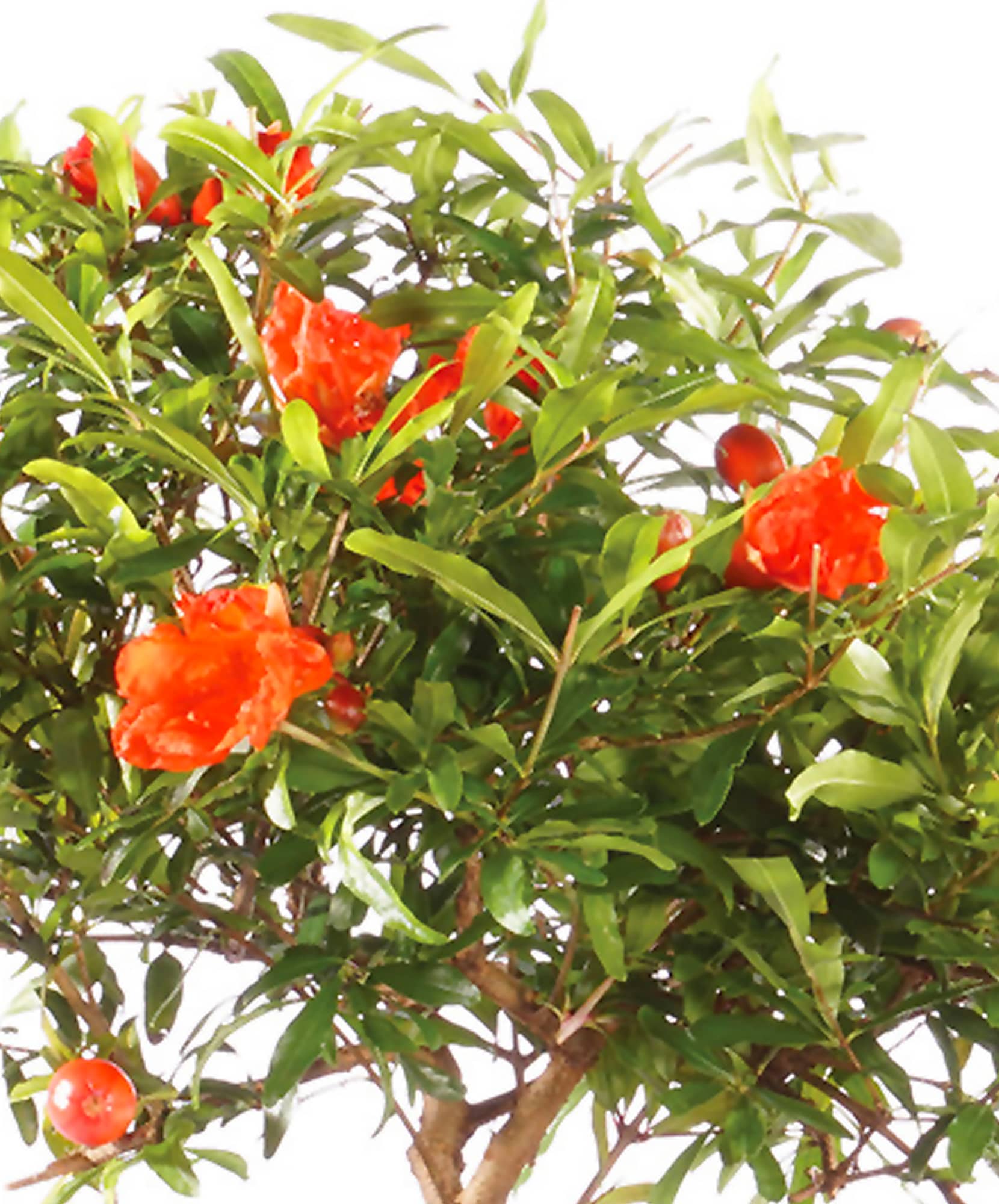 Vibrant pomegranate tree with lush green leaves and bright orange fruit, showcasing natural beauty.