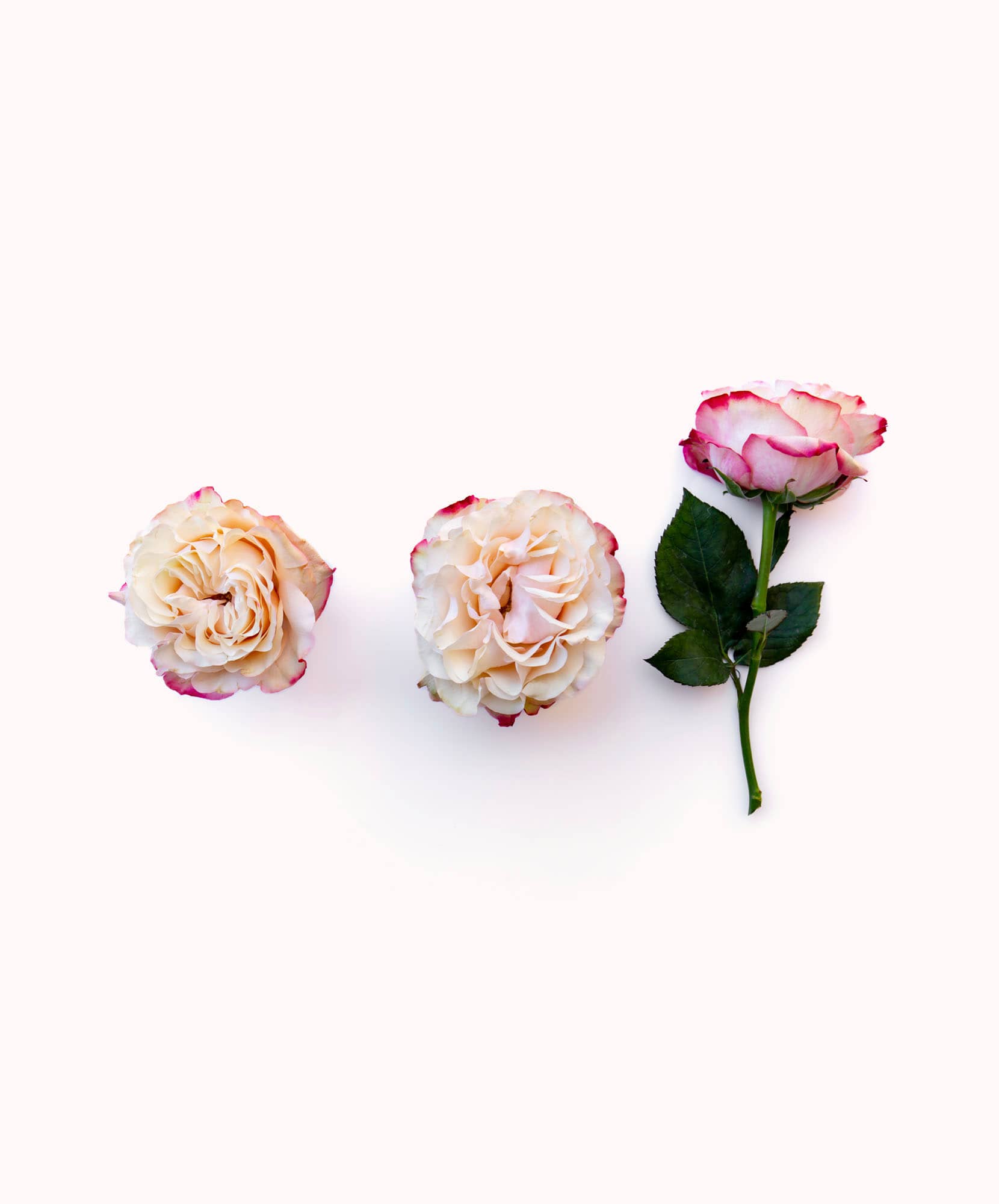 Delicate three-rose arrangement featuring soft pink and cream petals on a light background.