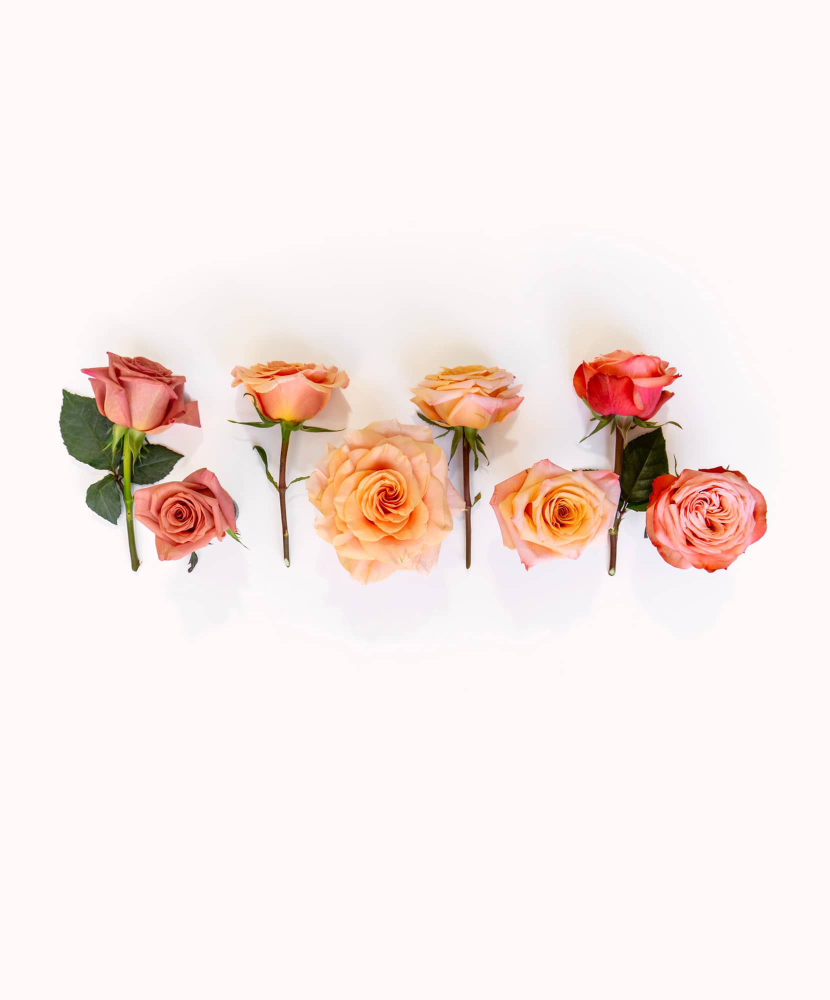 Delicate arrangement of peach and pink roses on a soft pastel background, ideal for gifting.