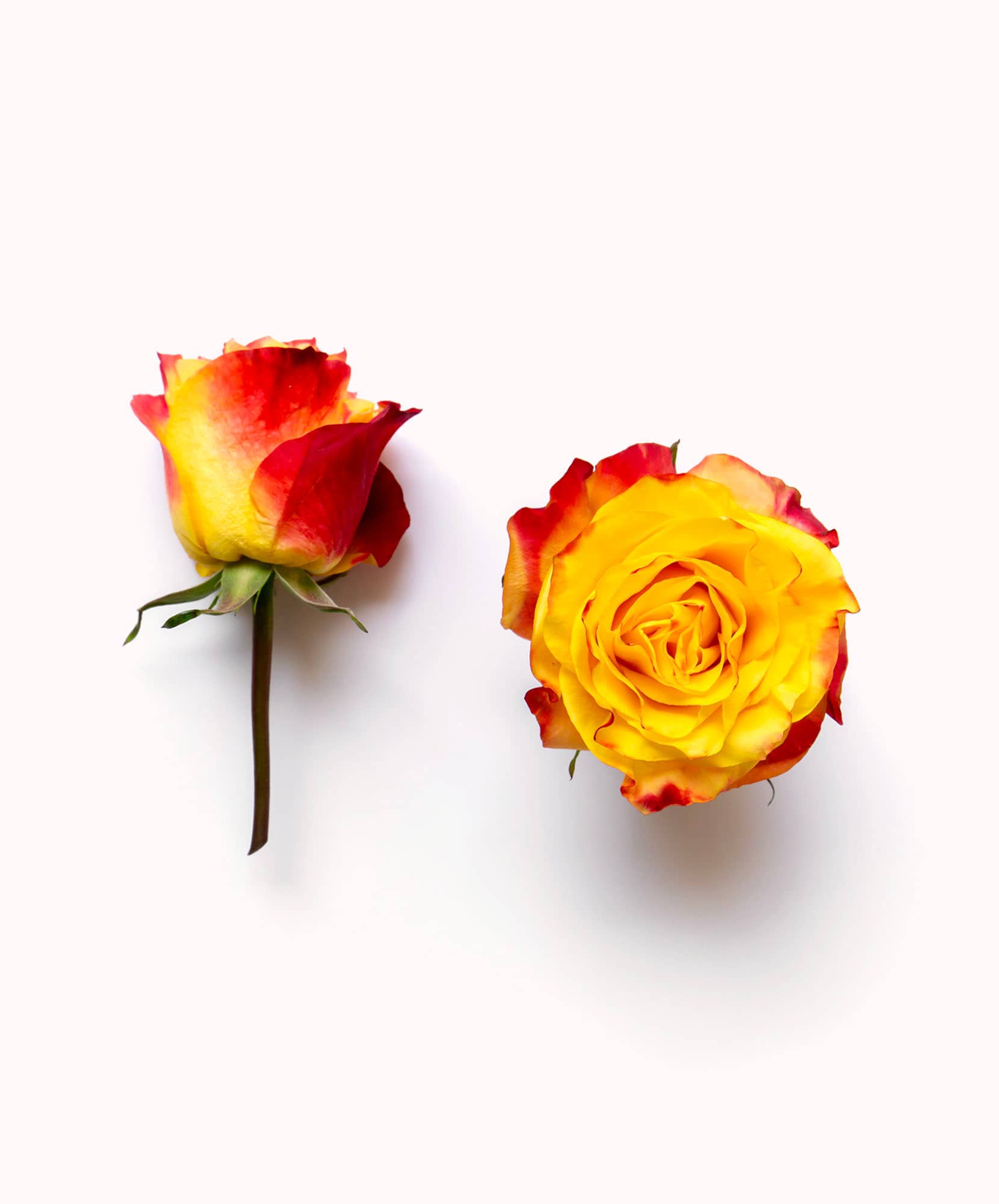 Vibrant red and yellow roses with soft petals, ideal for romantic occasions.
