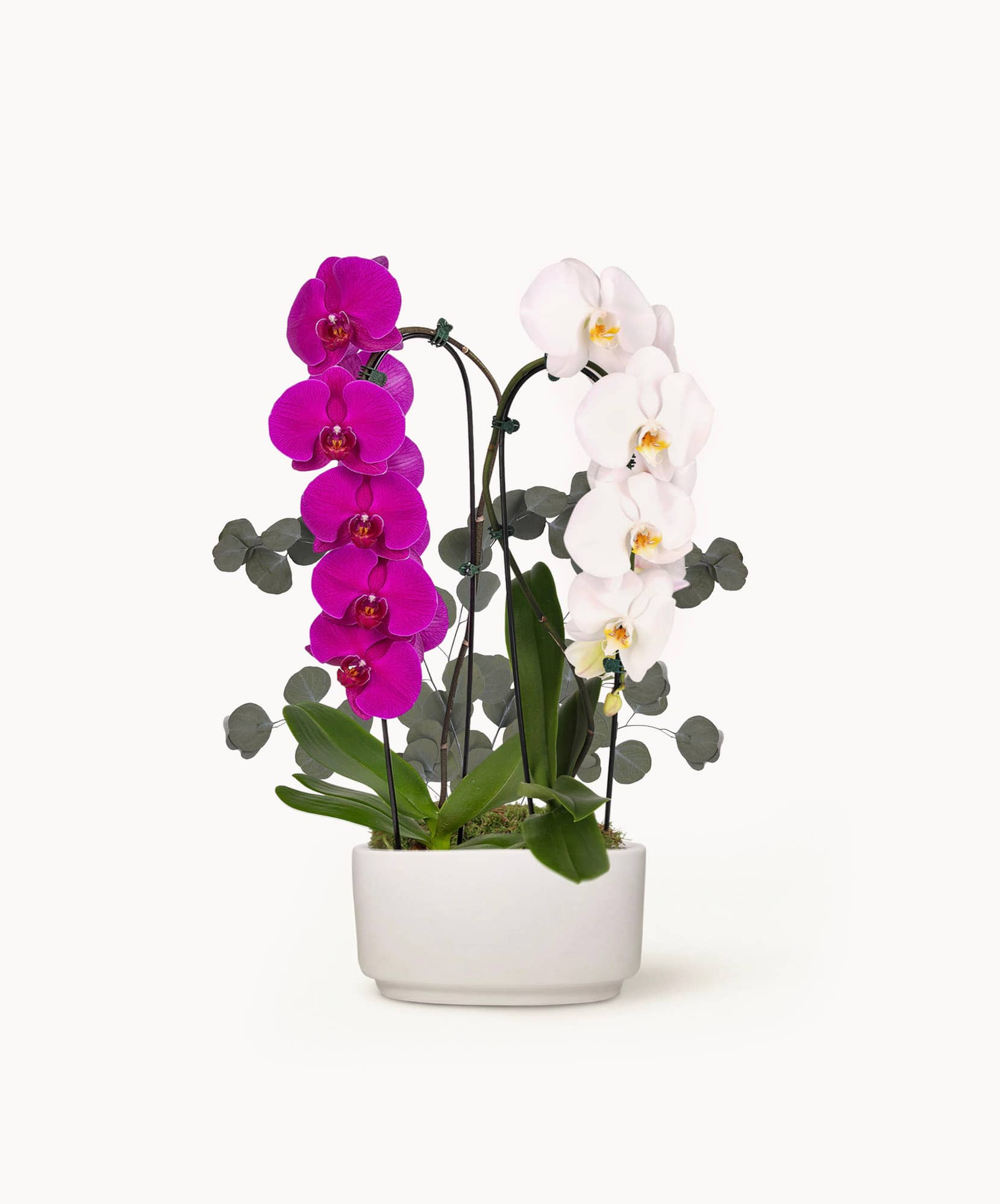 Elegant orchid arrangement featuring vibrant purple and white blooms in a sleek white pot.