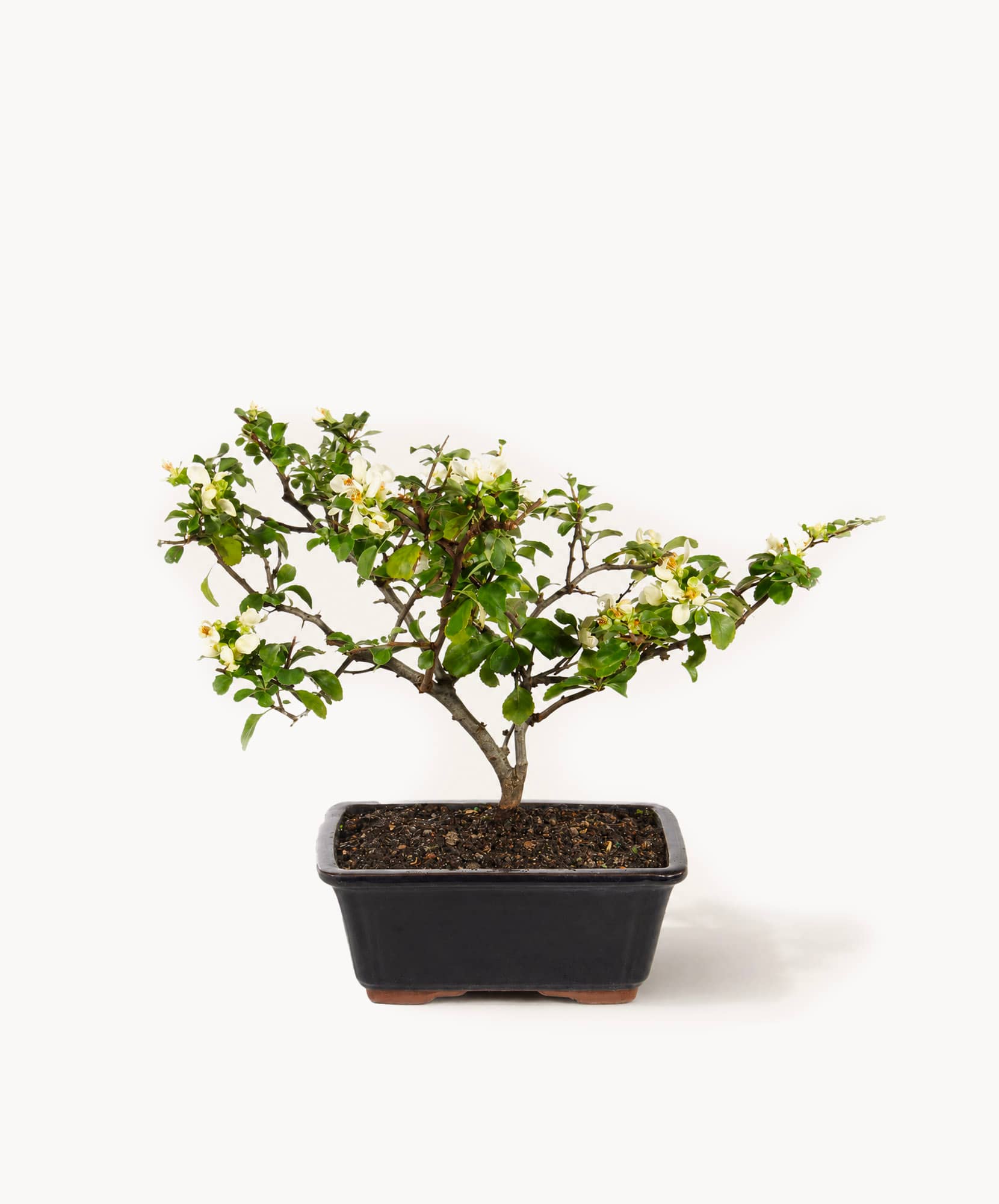 Elegant bonsai tree with delicate white flowers and lush green leaves in a sleek pot.