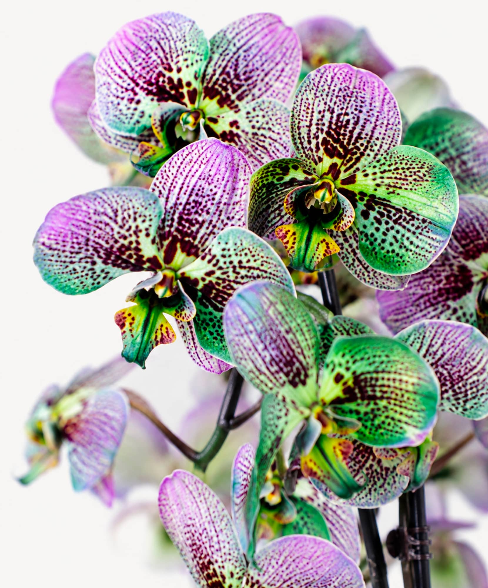 Vibrant orchid blooms in shades of purple and green for stunning floral arrangements.