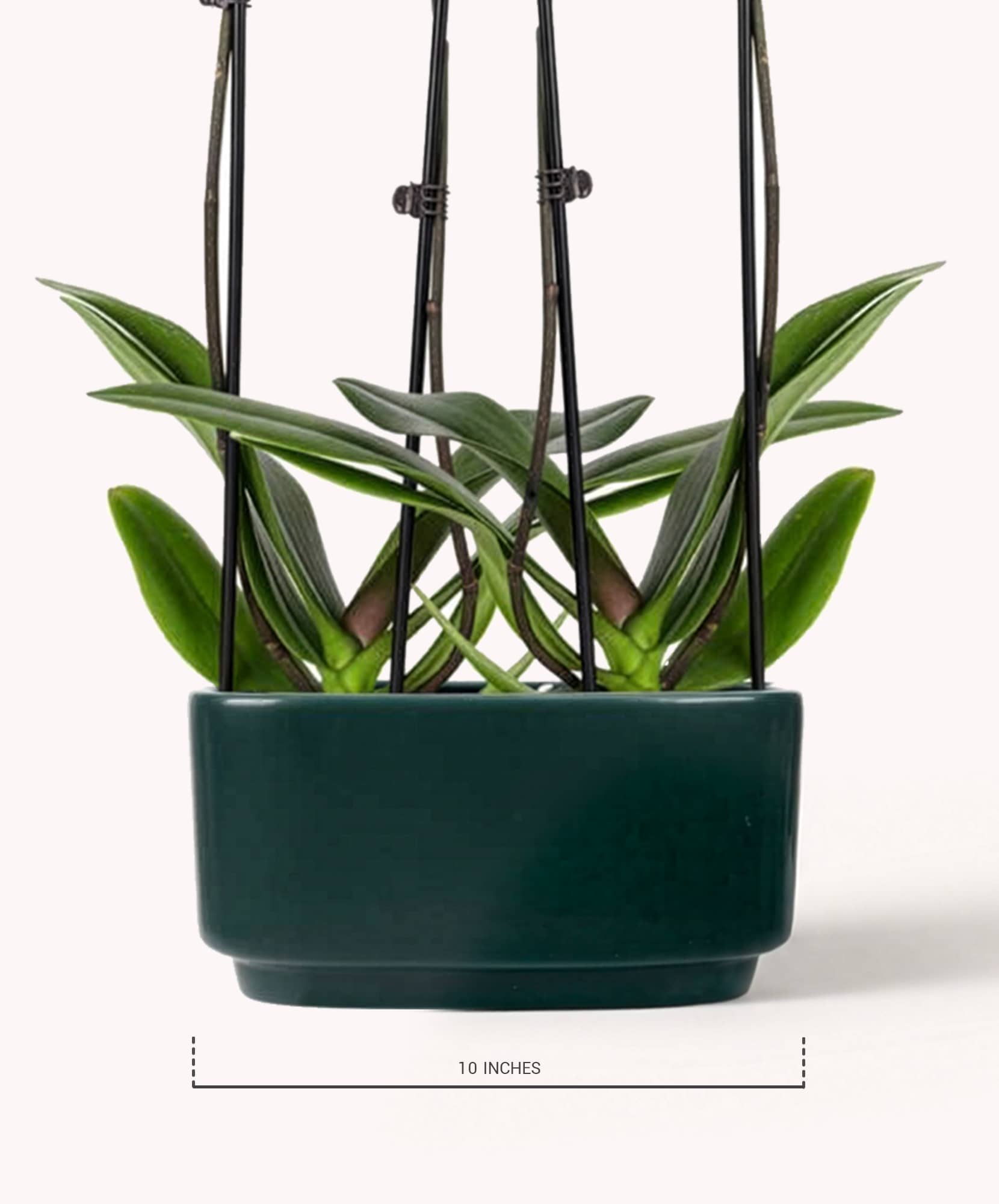 Elegant green potted plant with long leaves, showcased in a modern, minimalist pot.