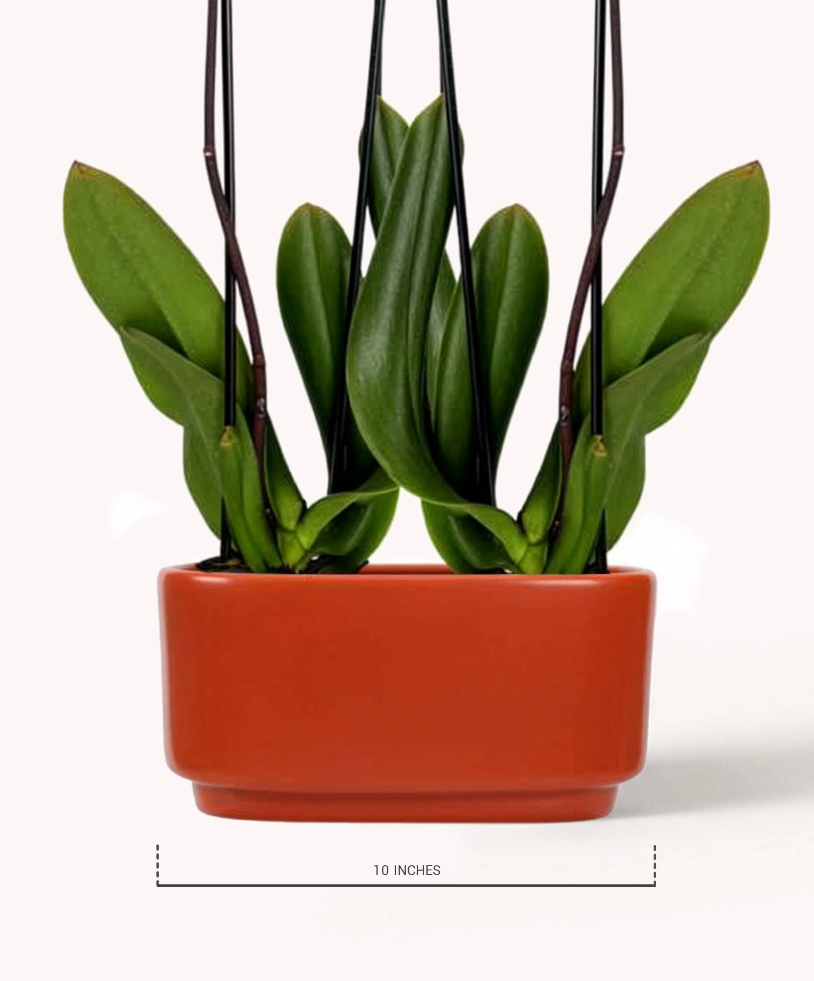 Vibrant green orchid leaves in an elegant orange pot, measuring 10 inches wide.