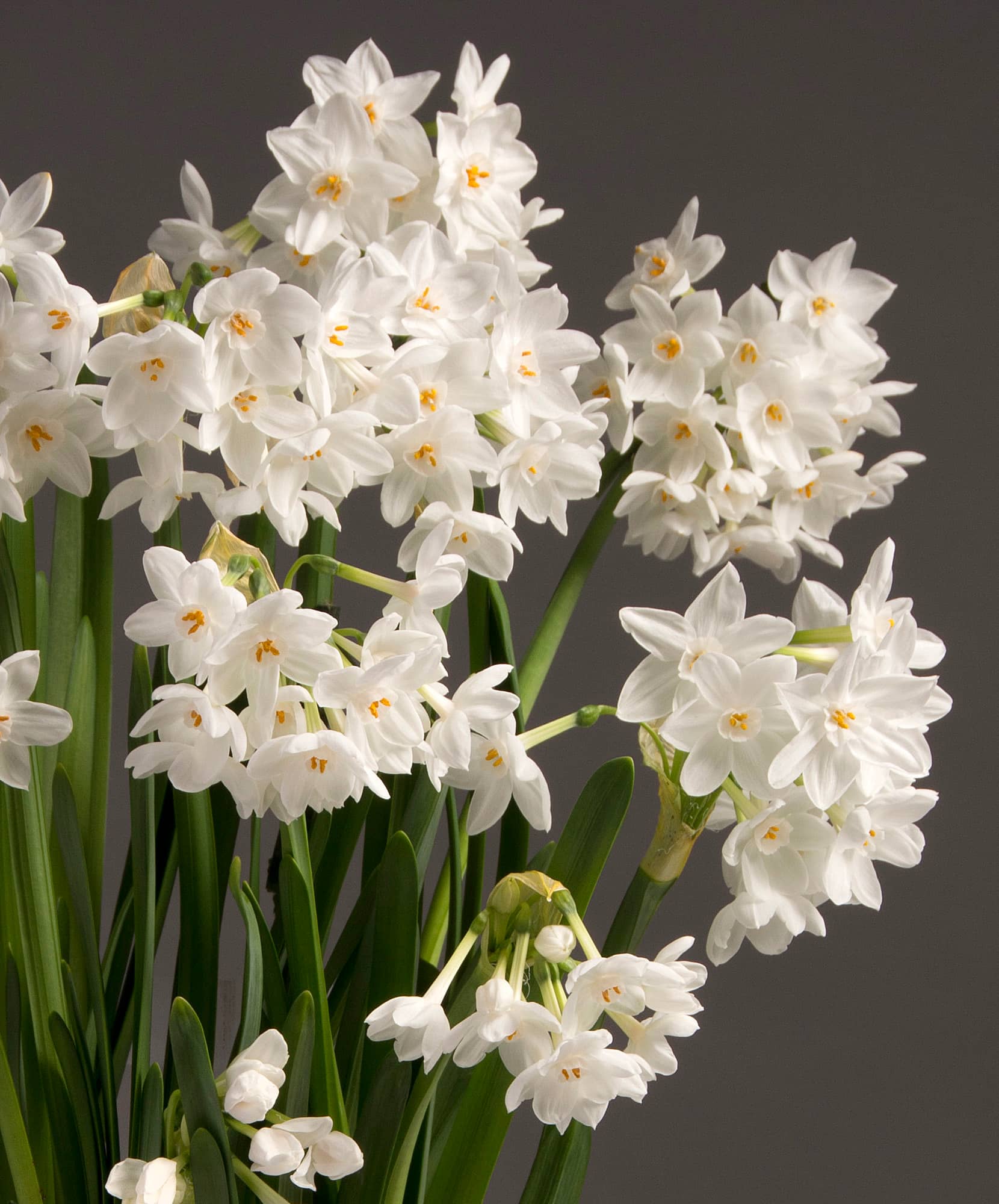 A cluster of elegant white narcissus flowers with vibrant green stems, ideal for decor.