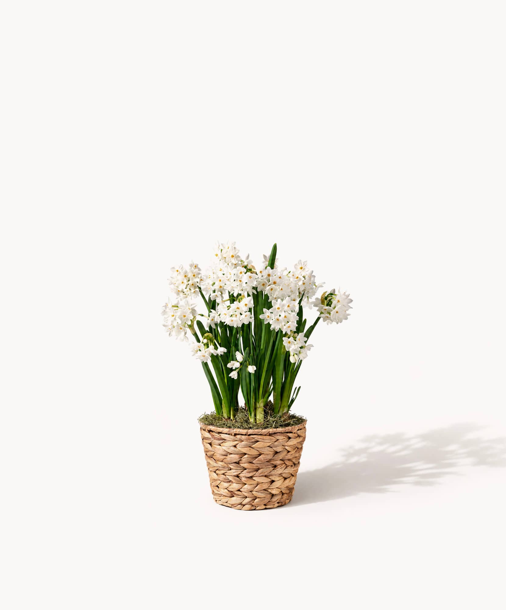 Charming white flowers in a woven pot, adding a touch of elegance to any space.