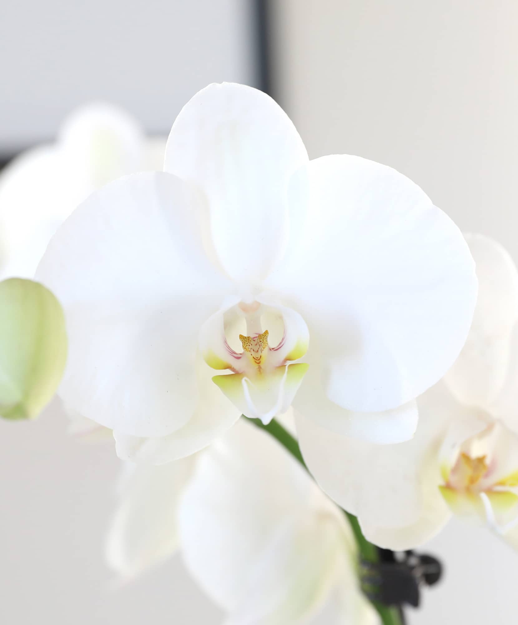 Elegant white orchid bloom showcasing delicate petals and subtle green accents.