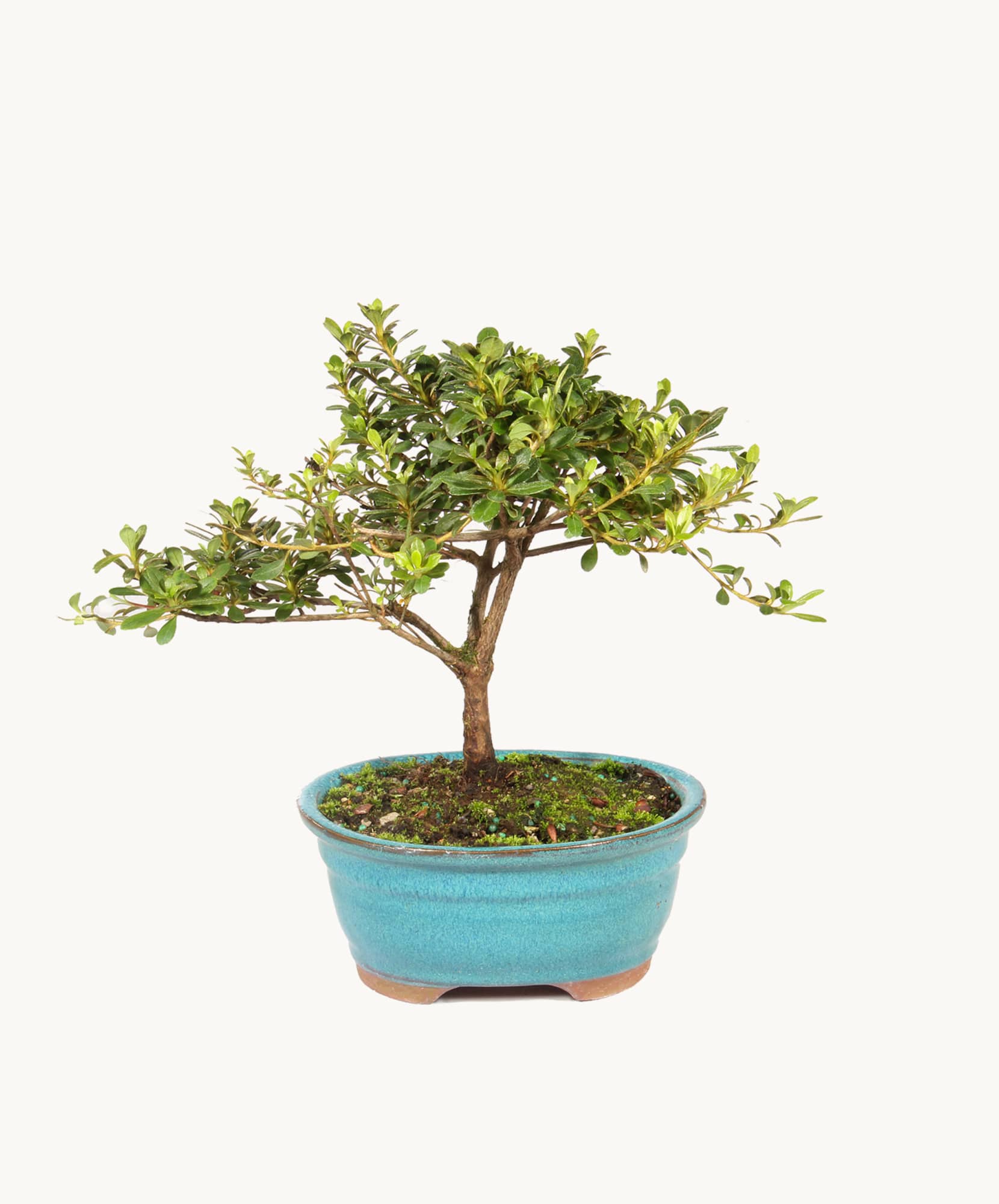 Lush bonsai tree in a vibrant blue pot, adding elegance to any space.